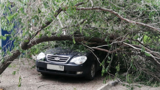 В Самарской области огромное дерево рухнуло на автомобиль