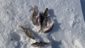 В Самарской области запретят ловить рыбу и раков