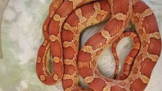 Близка к ожирению: в Тольятти обнаружили сбежавшую при пособничестве кота змею