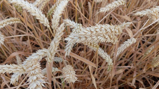 Собор Архангела Гавриила: сделайте это 26 июля, чтобы защитить себя от беды