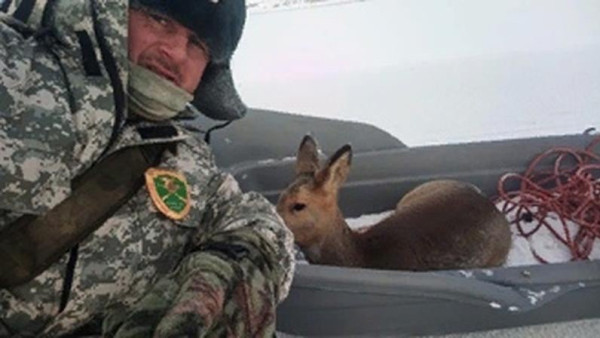 В Самарской области егерь шел несколько часов по хрупкому льду, чтобы спасти косулю