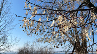 С каждым днем теплее: подробный прогноз погоды на 24–28 марта в Самарской области