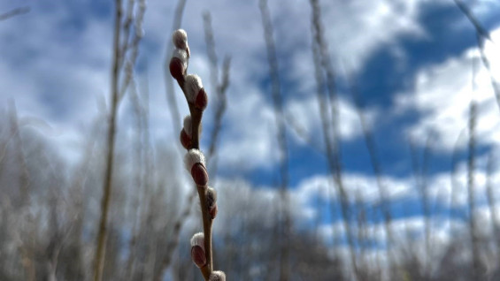 Синоптики рассказали, когда в Самаре потеплеет до +5 градусов