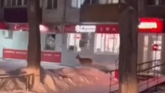 В Самарской области в магазин ворвался дикий зверь