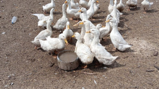 В Самаре женщина и её ручной гусь стали местной достопримечательностью