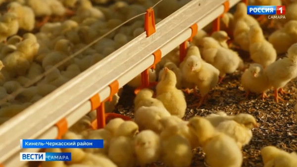 В Самарской области на птицефабрике резко нарастили объемы выпуска продукции 