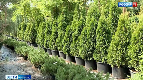 Самарцам рассказали, можно ли пересаживать хвойные растения в разгар лета