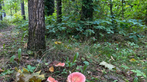 Самарцам рассказали, как не отравиться грибами