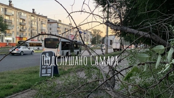 Успел спастись: в Самаре на тротуар упало дерево 