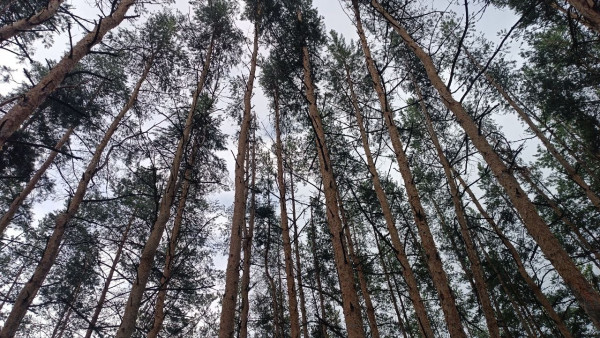 Жителям Самарской области запретили ходить в лес со 2 по 4 августа