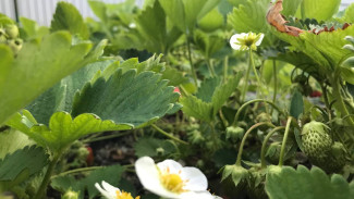 Юристы предупредили самарских дачников о неожиданных штрафах в 2024 году