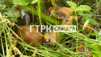 Самарцы показали результаты тихой охоты