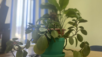 Самарцам рассказали, какие растения нельзя держать в спальне