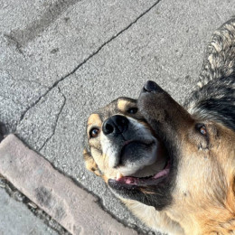 Самарец получил 2,5 года строго режима, натравив пса на полицейского 