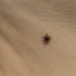В Самарской области начался второй пик активности клещей