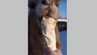 В самарском зоопарке верблюда Лексуса кормят шаурмой