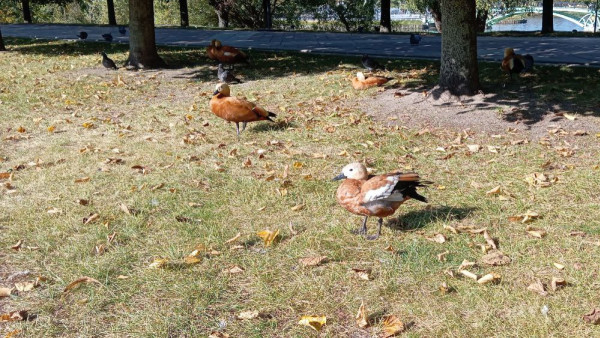 Утка с утятами прервали футбольный матч самарской и саратовской команды