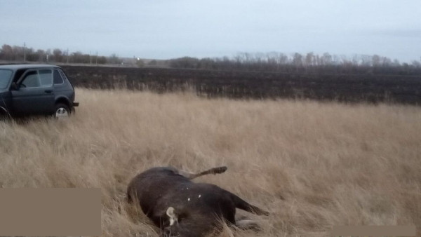 В Самарской области браконьеры убили лося