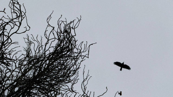 Утром 11 ноября в Самарской области объявлена угроза массовой атаки БПЛА