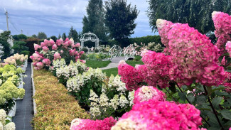 Самарский садовый центр осваивает зарубежные рынки