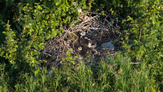 Природная катастрофа унесла жизни двух краснокнижных степных орлов  в Самарской области