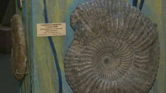 В Самарской области нашли гигантский аммонит весом 55 кг