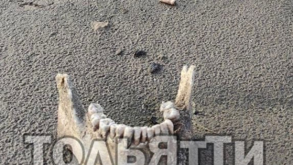Жуткие находки: в Самарской области на берегу Волги обнаружили человеческие останки