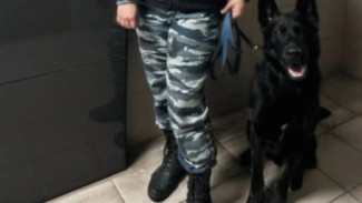 В Самарской области служебная собака помогла найти пропавшую 13-ти летнюю девочку