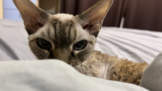 Самарцам придётся пострадать от мощной солнечной вспышки