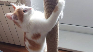 Истребитель хвостатых ДРГ с позывным Капот прибыл в Самару на побывку из зоны СВО