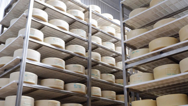 В Самарской области фермеры освоили производство изысканного сыра пекорино