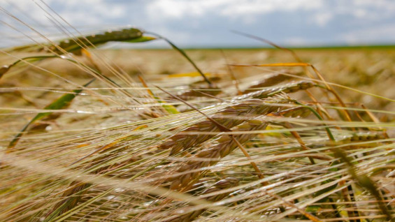 Россельхознадзор объяснил самарцам, что делать при угрозе подтопления складов с пестицидами