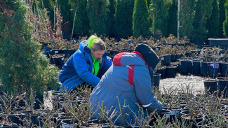 Эксперт Вера Глухова рассказала, когда пора сажать хвойные растения