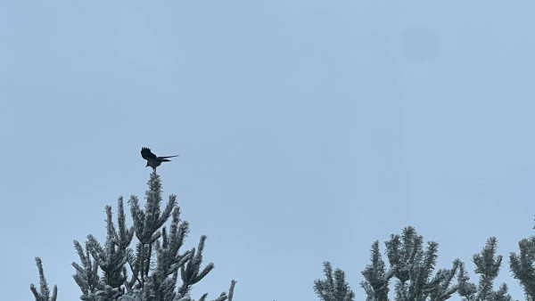 Хроника заснеженных выходных в Самарской области 