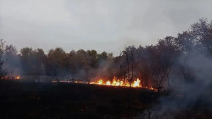 В Самарской области за сутки предотвращено 2 лесных пожара 