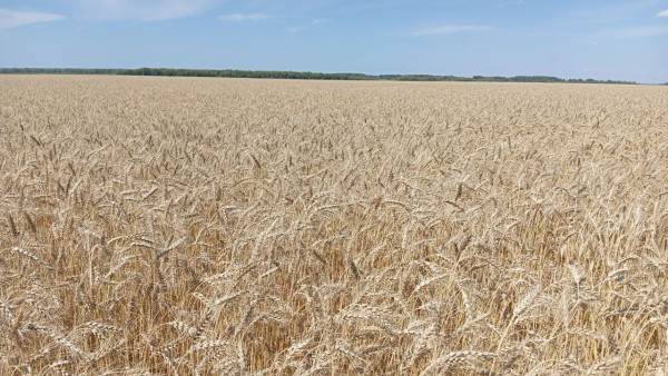 Россельхознадзор проверил более 3,5 млн тонн зерна из  Самарской и Саратовской областей