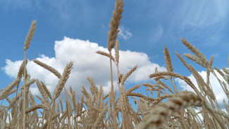 Народные приметы: 17 июля. Не делайте этого в день Андрея Налива, чтобы не обнищать