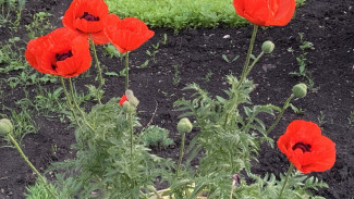 Народные приметы: 16 июля. Не делайте этого в Маков день, чтобы не получить смертельное проклятье