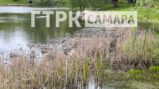 В Самаре на Воронежских озерах поселилась серая цапля