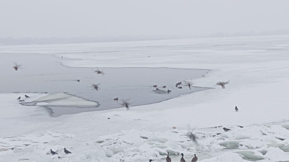 Стало известно, где самый тонкий лёд на Волге в Самарской области