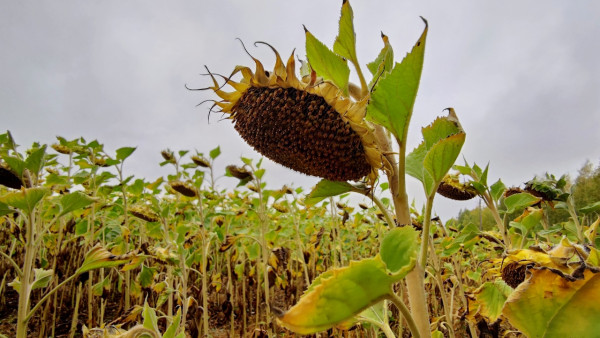 В Самарской области забраковали 525 тонн семян подсолнечника