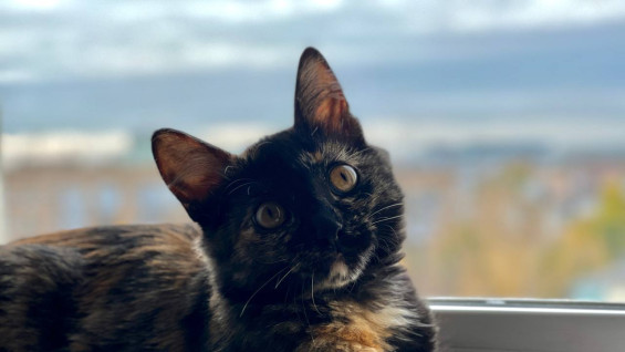 Домашних животных самарцев хотят поставить на учет