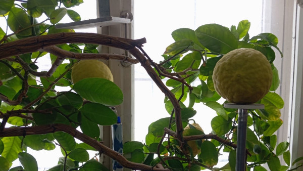 Художник из Самары вырастил лимон размером с дыню