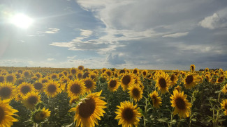 Пропавшего 7-летнего мальчика из Кинель-Черкасского района нашли в поле с подсолнухами