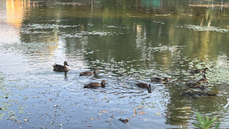 В реке Падовке под Самарой зафиксировано экстремально высокое загрязнение воды 