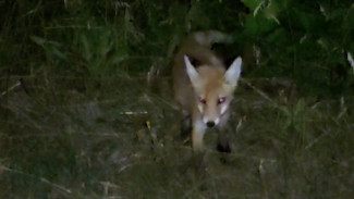 Лесной гость с горящими глазами пожаловал на дачный участок в Самарской области