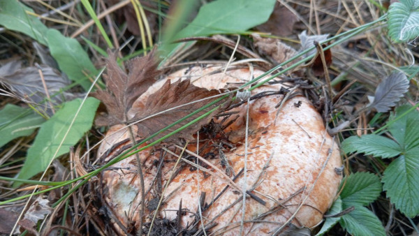 В Самарской области объявлены 2 дня для лучшего сбора грибов