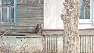 В 130 км от Самары обнаружен очаг смертельной болезни