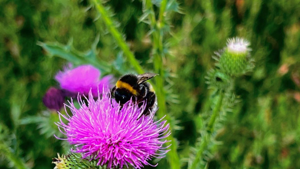 Приметы 30 апреля: как празднуют Зосима Пчельника, и что нельзя делать в этот день