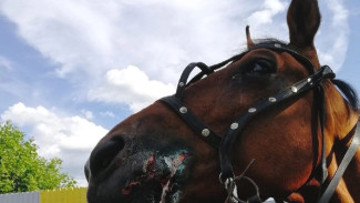 В Самаре истекающая кровью лошадь насмерть раздавила рвавшего её пса
